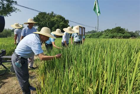 如何提高水稻优质高产栽培技术