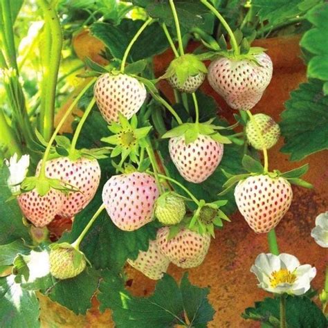 如何种植好吃的草莓