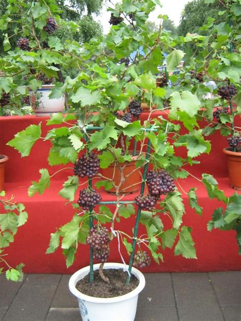 如何种植盆栽葡萄