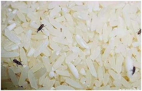 如何防止米有虫