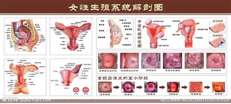 妇科外生殖器解剖学