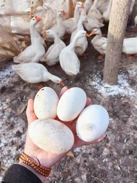 孕妇梦到捡鸡蛋和鹅蛋