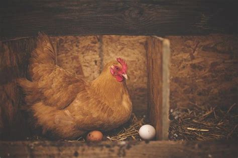 孕妇梦见下蛋的鸡死了