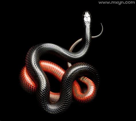 孕妇梦见蛇是什么预兆解梦