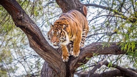安徽动物园一只老虎把一个人咬死