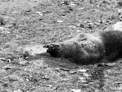 安徽发现野生动物死亡