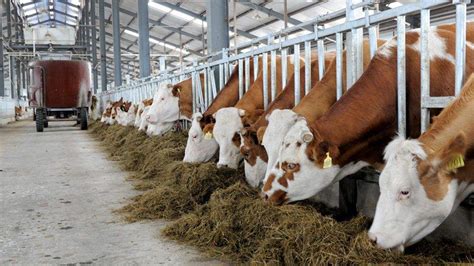 安徽畜牧业政策