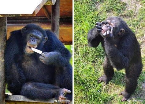 安徽野生动物黑猩猩出逃