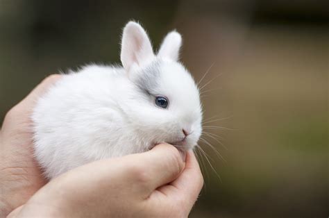 宠物兔兔名字大全可爱