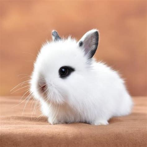 宠物兔常用名字大全可爱
