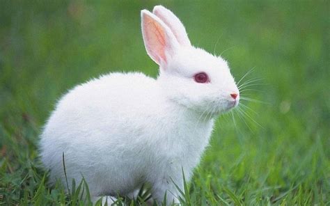 宠物兔怎么在网上推广