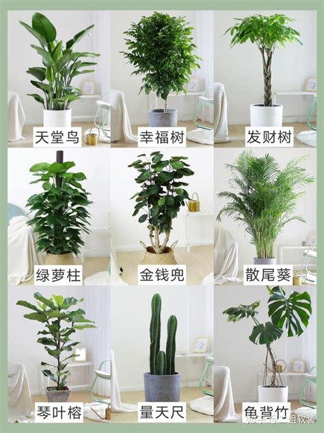 客厅适合栽种什么植物