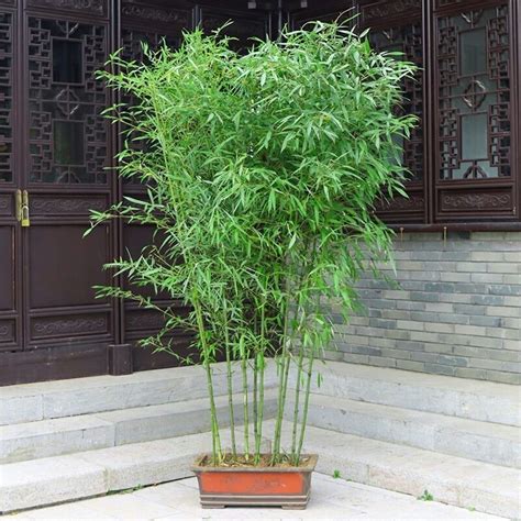 家中养竹子的寓意什么