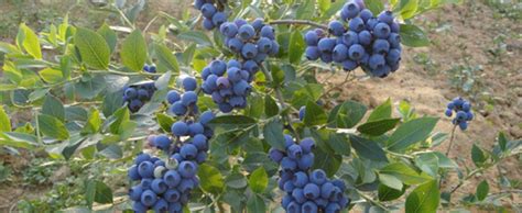 家庭盆栽蓝莓种植方法