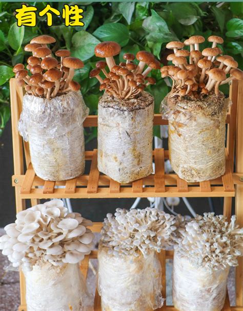 家庭自制蘑菇菌种