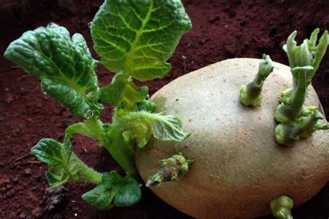 家庭花盆种土豆的方法