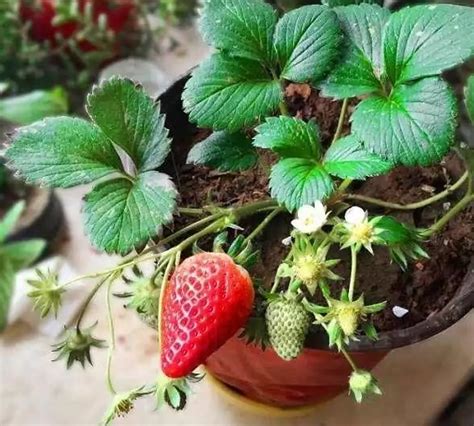 家庭草莓种植冬季