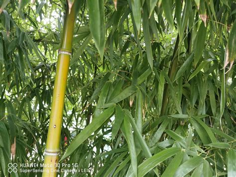 家庭院子能种竹子吗