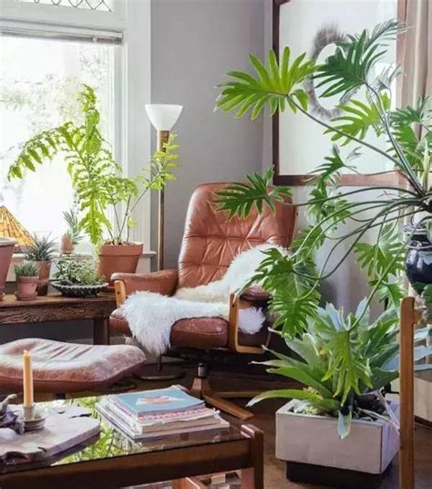 家里客厅种什么植物最好