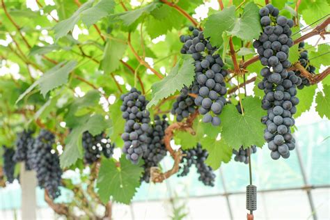 寒香蜜葡萄能露天种植吗