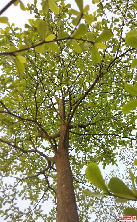 小叶榄仁树生长速度