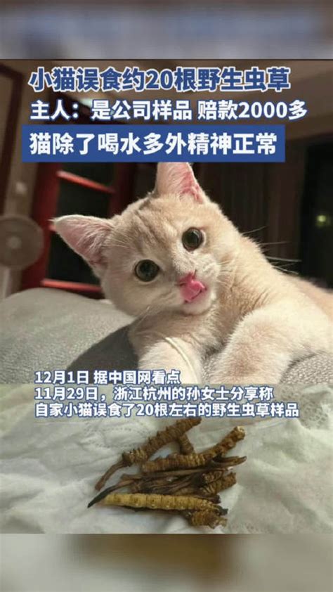 小猫误食虫草主人赔2千原视频