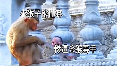小猴子被抛弃视频