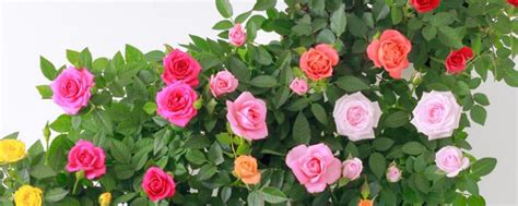 小盆玫瑰花的养殖方法