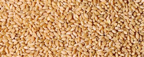 小麦的蛋白是多少