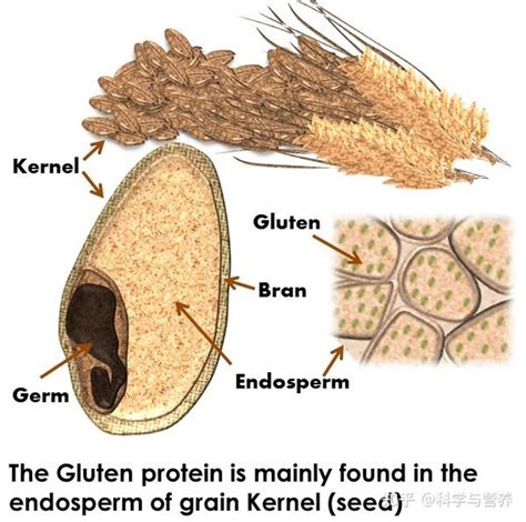 小麦麸质蛋白包括