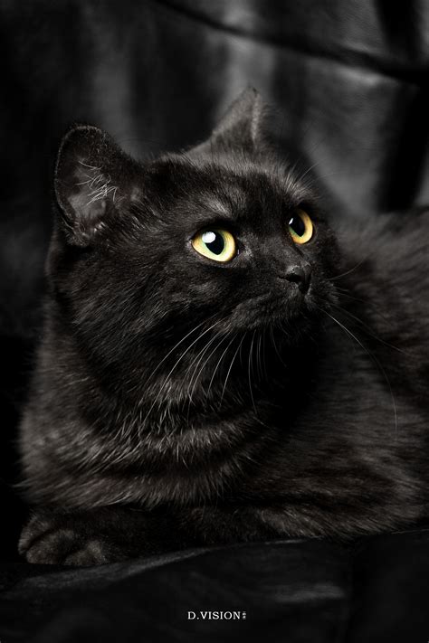 小黑猫叫什么名字最好听