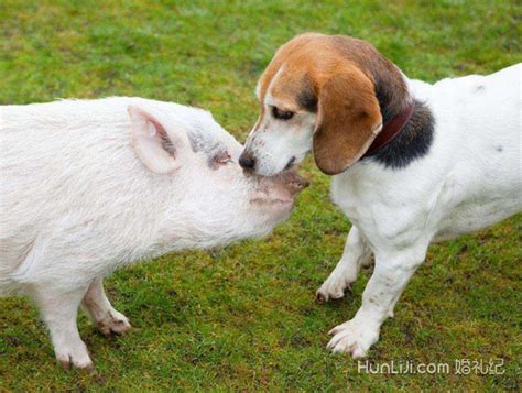 属猪和属狗的婚姻怎么样