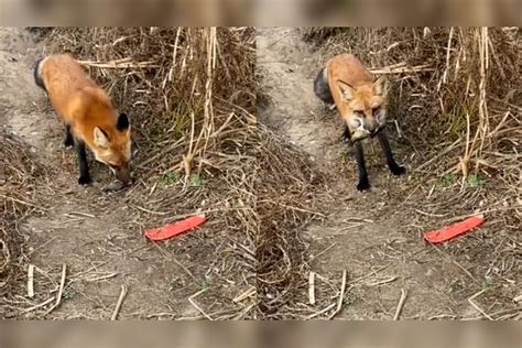 山西忻州男子偶遇2只狐狸在戏耍