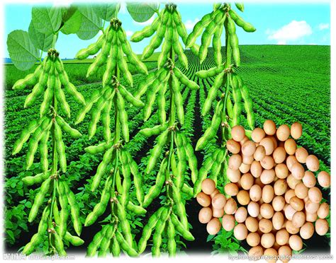 巴西大豆几月份种