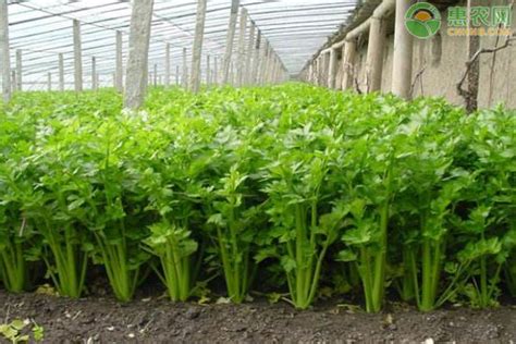 带根小芹菜种植方法
