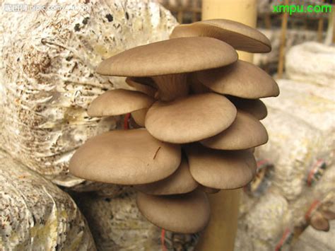 平菇可以进行生料栽培