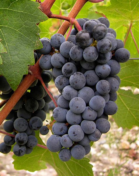 广东最好的葡萄品种