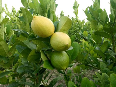 广东适合种什么品种的柠檬