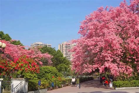 广州现在开花的树是什么