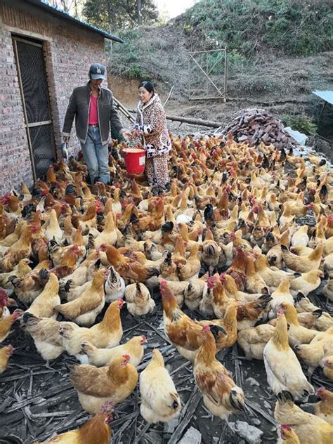 广西近期养鸡市场行情