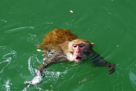 广西龙峰山猴子游泳