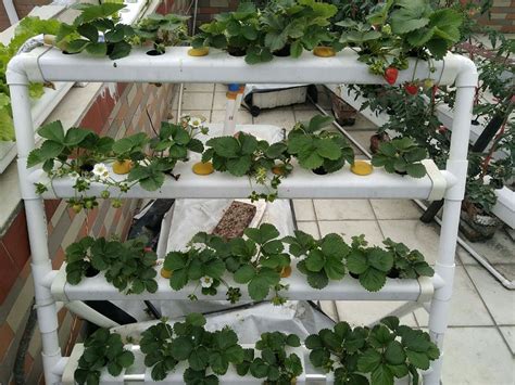庭院草莓种植专用架