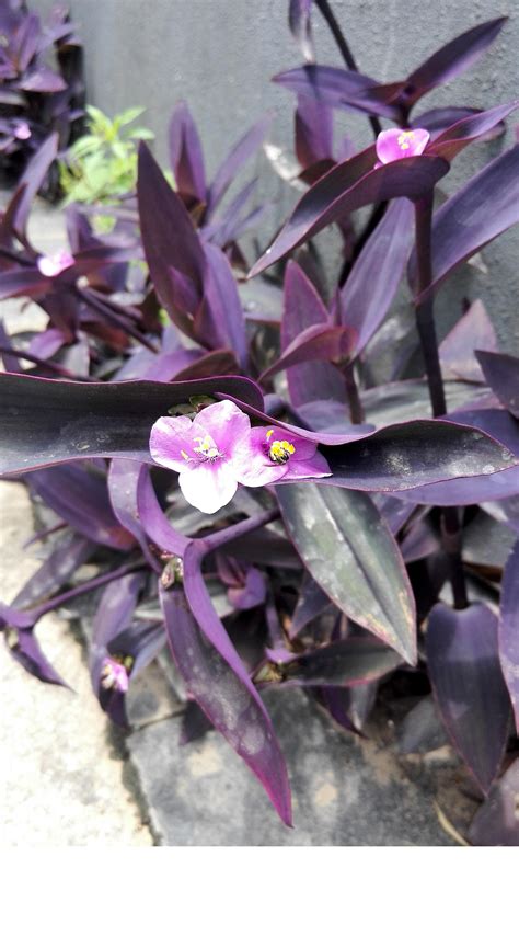 开紫色花叶子上有刺的是什么草