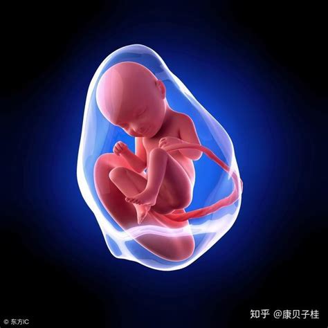 怀孕十六周胎儿高清图