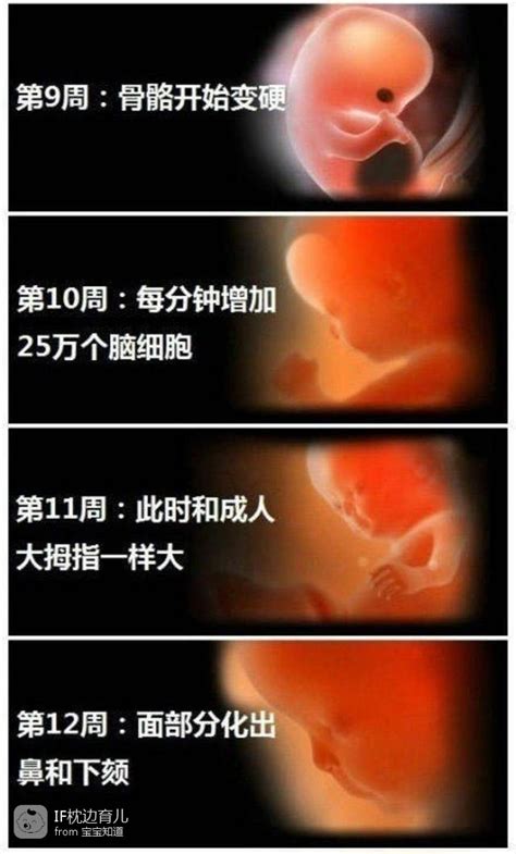 怀孕15周胎儿有多大
