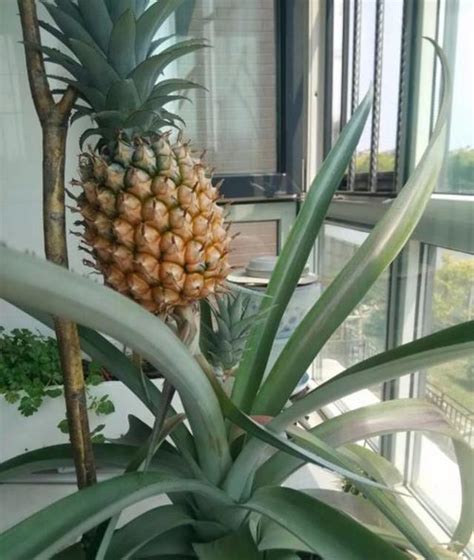 怎么在家盆栽种植菠萝