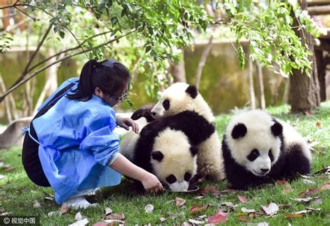 怎么应聘大熊猫基地饲养员