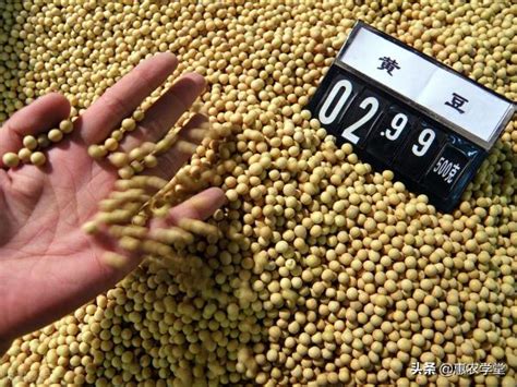 怎么查询大豆收购价格