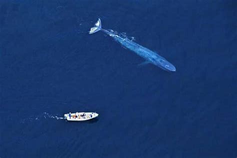 怎么能感受到蓝鲸的大