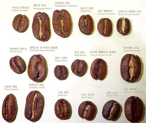 怎么选咖啡豆品牌